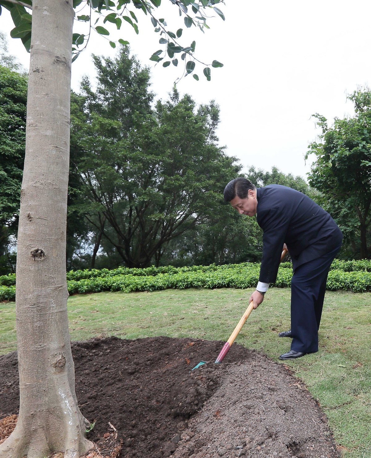 2012年12月8日，習(xí)近平在深圳蓮花山公園種下一棵高山榕樹。