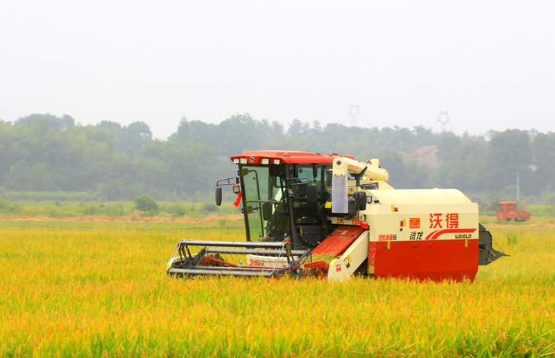 早稻收割忙，農(nóng)機(jī)來(lái)助力。常德市鼎城區(qū)融媒體中心供圖