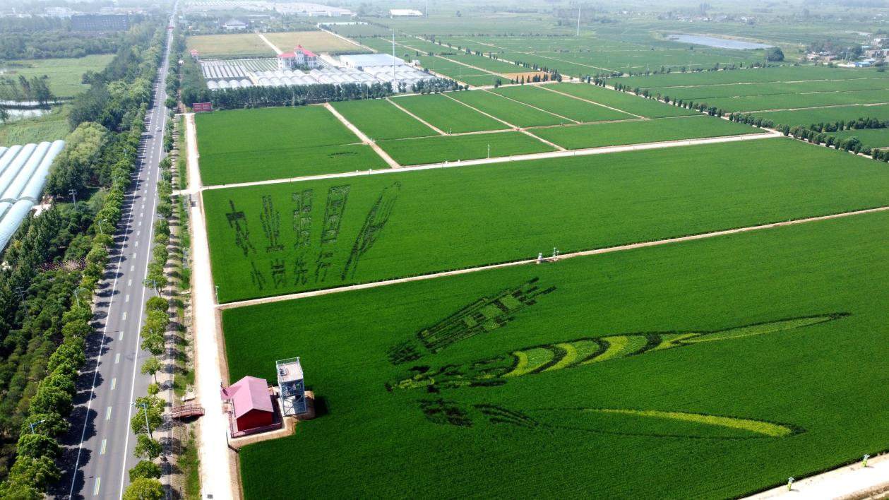 俯瞰小崗村高標(biāo)準(zhǔn)農(nóng)田。鳳陽縣委宣傳部供圖